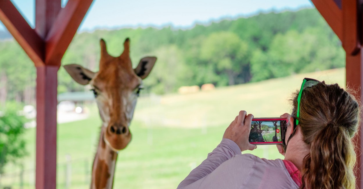 drive through safari norfolk