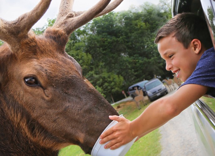 Safari Drive-Thru