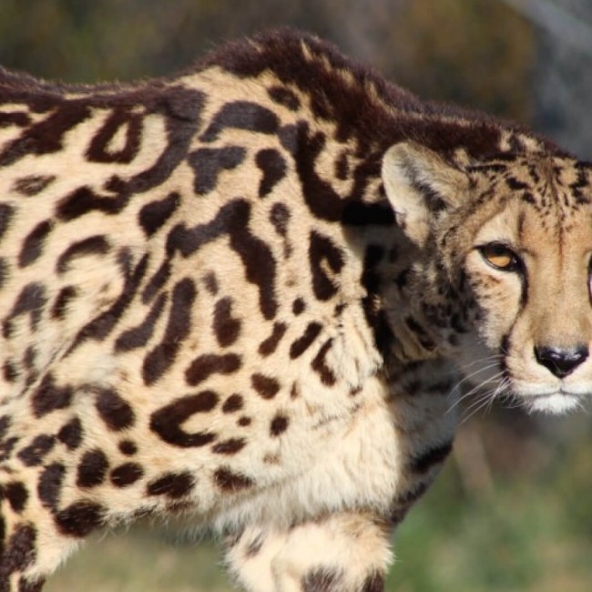 King Cheetah