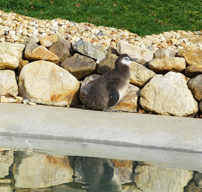 Endangered African penguin chick hatches at Virginia Safari Park